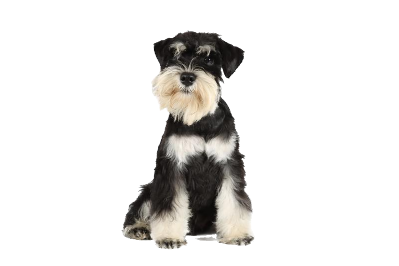 Picture of sitting black and white dog